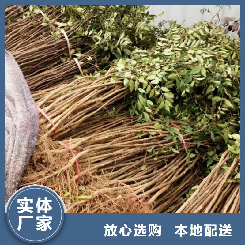 花椒苗核桃苗用心做好细节