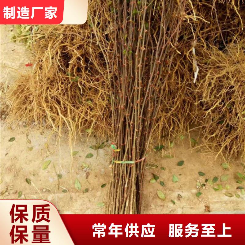 花椒苗-苹果苗严格把关质量放心