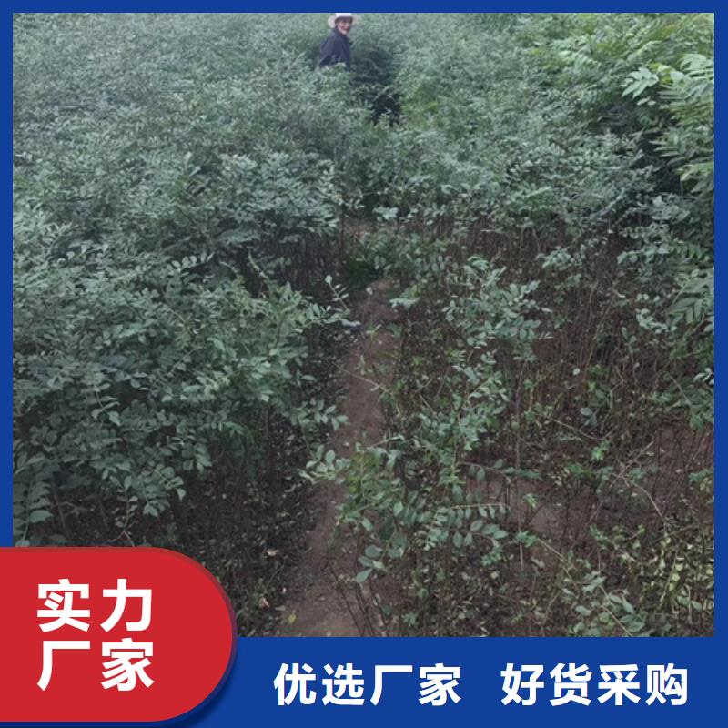 【花椒苗蓝莓苗售后服务完善】