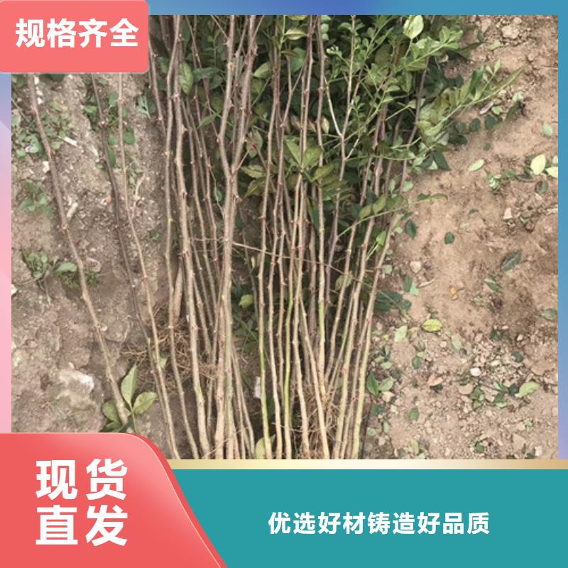 花椒苗山楂苗工厂自营