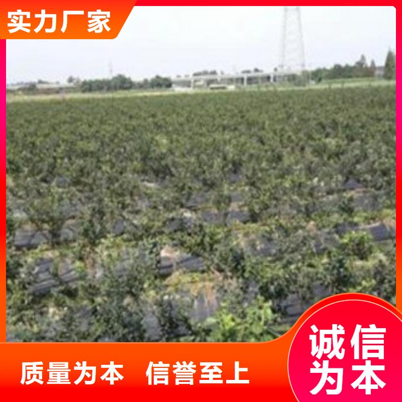 型号齐全 蓝莓苗【花椒苗】批发商