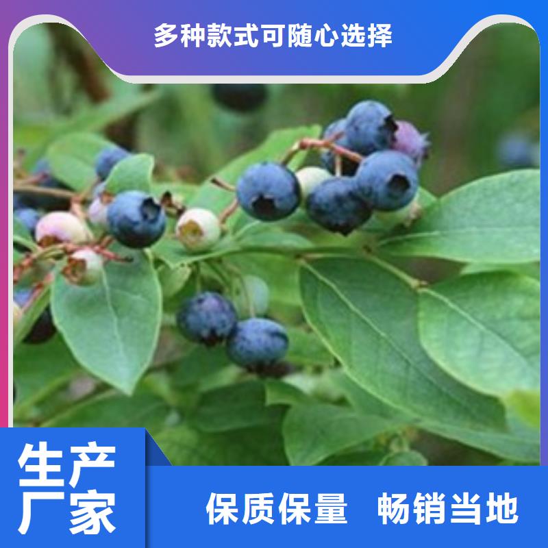 【蓝莓苗梨树苗厂家现货批发】