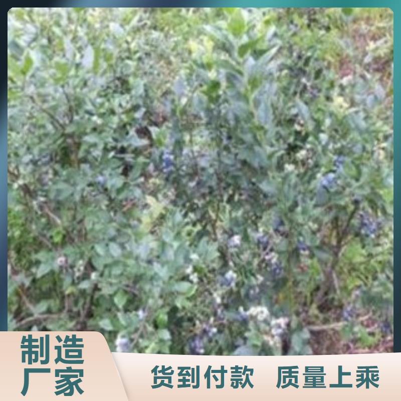 蓝莓苗,桃树苗用心经营