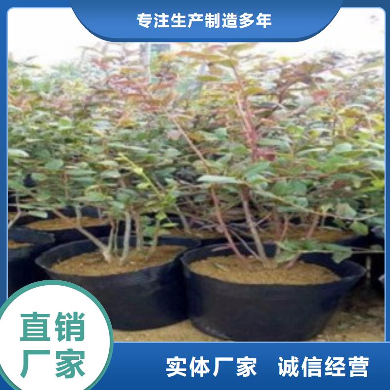 蓝莓苗花椒苗产地直销