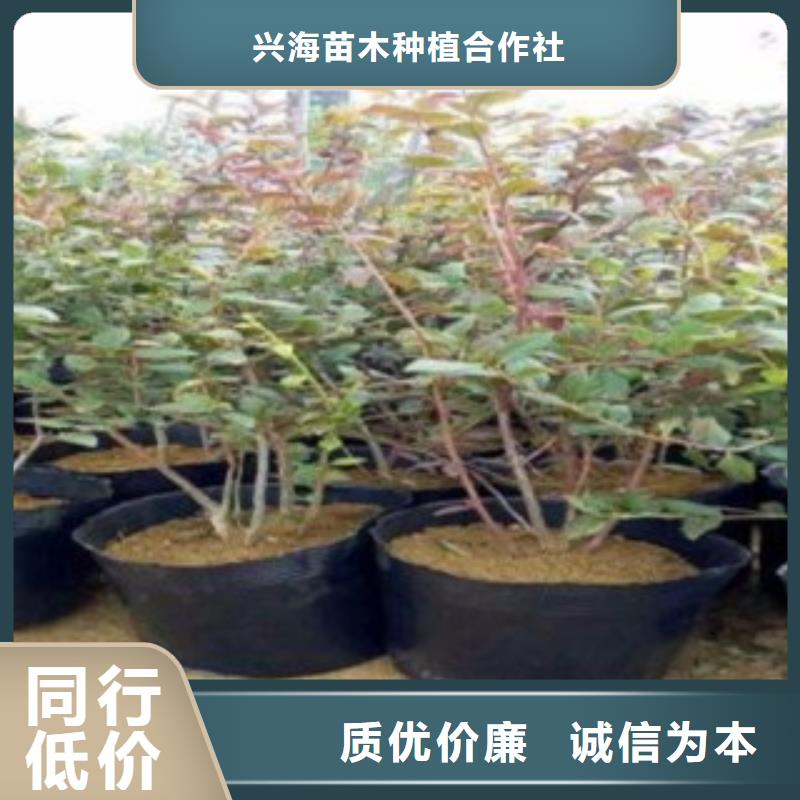 蓝莓苗花椒苗产地直销