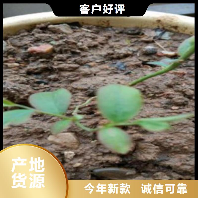 蓝莓苗-【桃树苗】货源直销