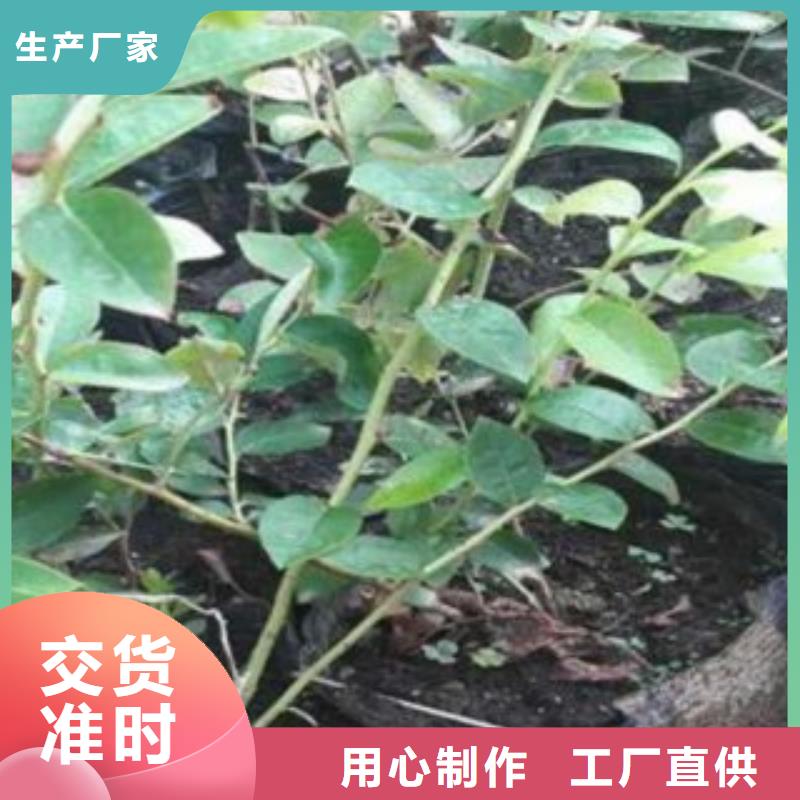型号齐全 蓝莓苗【花椒苗】批发商