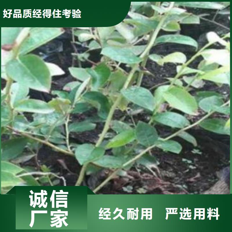 【 蓝莓苗板栗苗信誉有保证】兴海