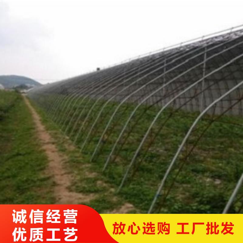 蓝莓苗板栗苗贴心服务