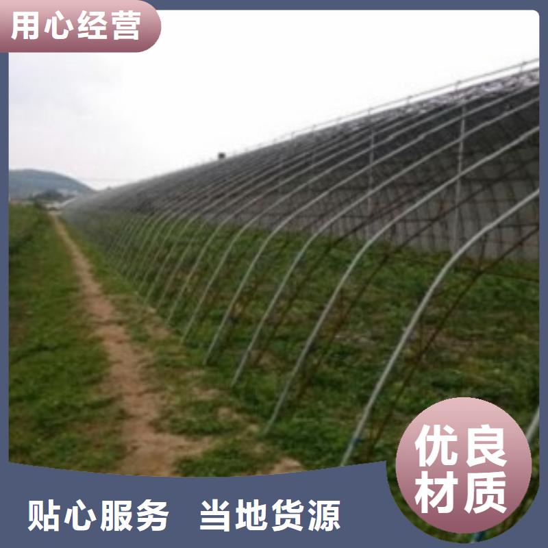 蓝莓苗苹果苗精工打造