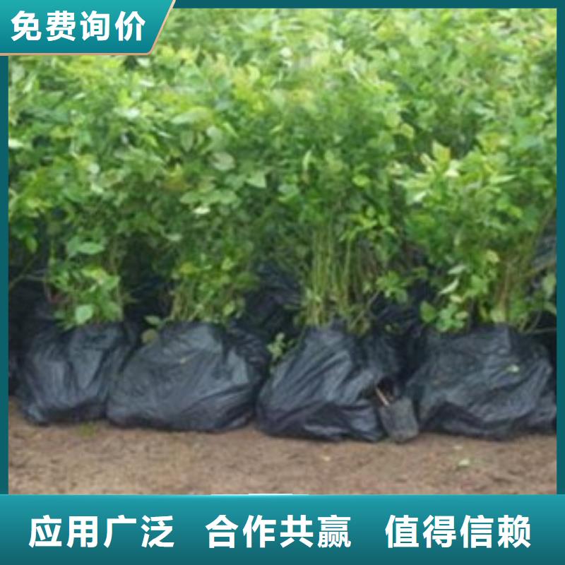 【 蓝莓苗板栗苗信誉有保证】兴海