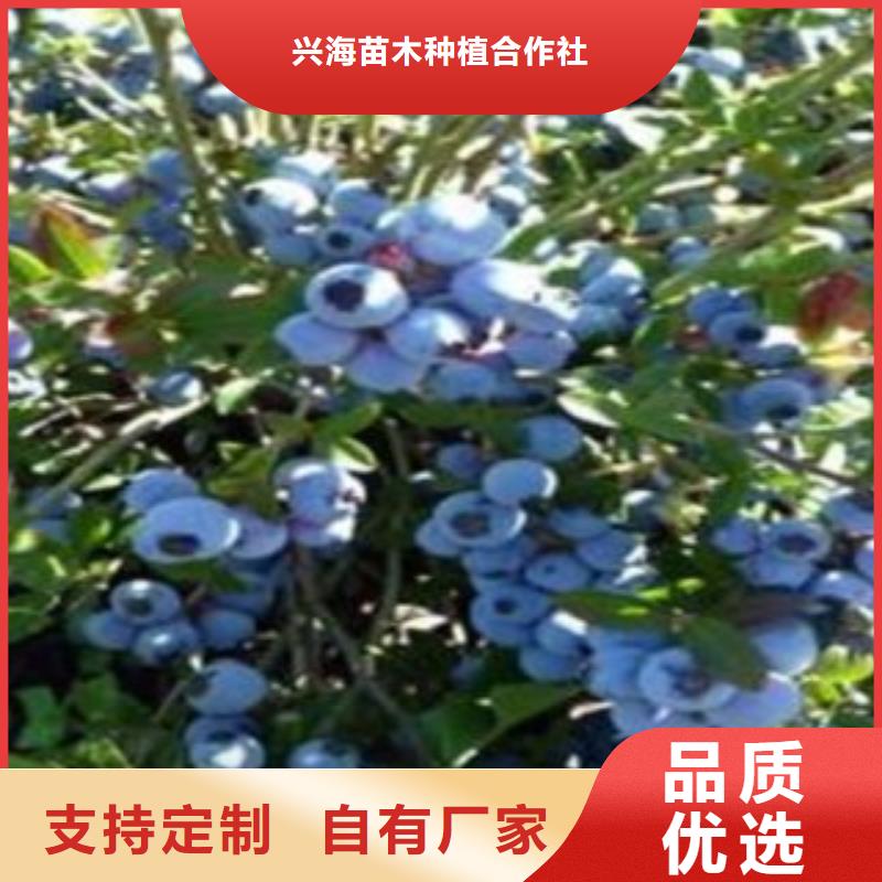 蓝莓苗梨树苗厂家货源