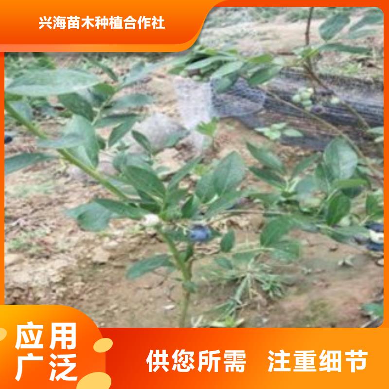 型号齐全 蓝莓苗【花椒苗】批发商