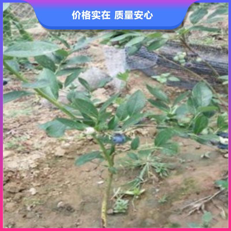 蓝莓苗花椒苗产地直销