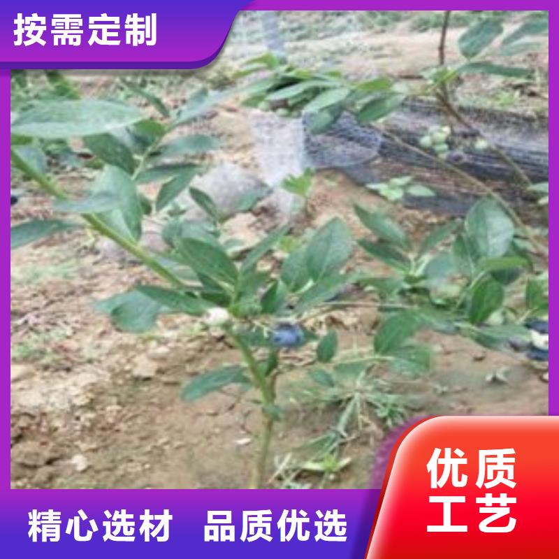 【 蓝莓苗板栗苗信誉有保证】兴海