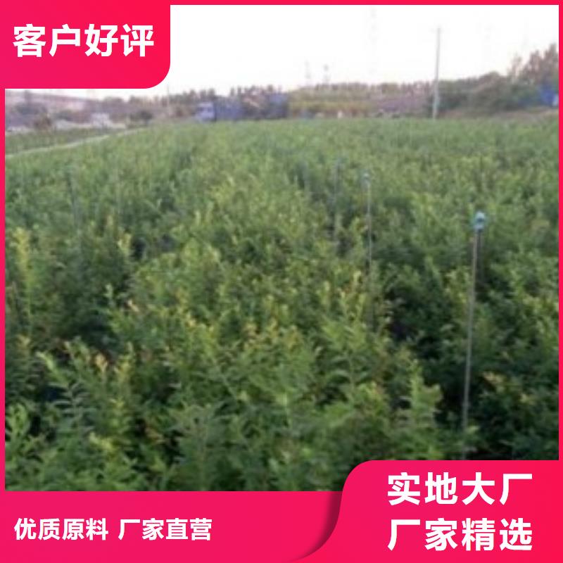 蓝莓苗-【桃树苗】货源直销