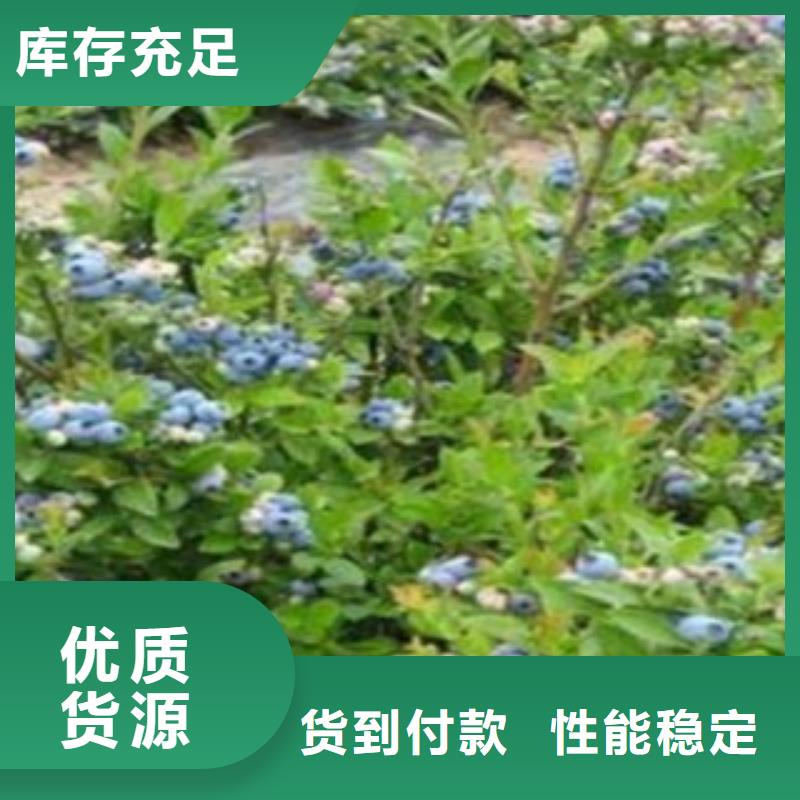 蓝莓苗-【桃树苗】货源直销