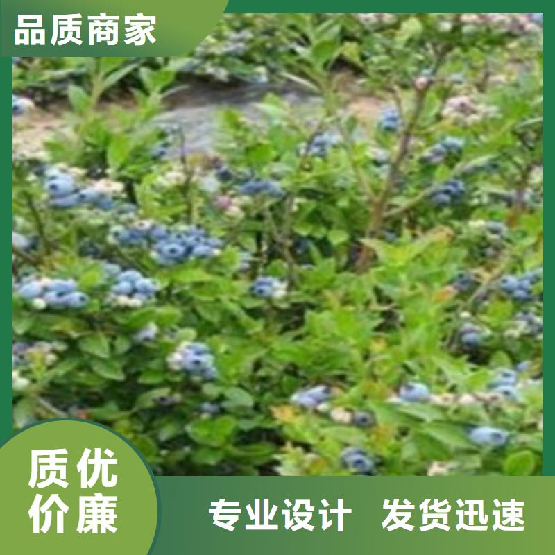 蓝莓苗板栗苗贴心服务