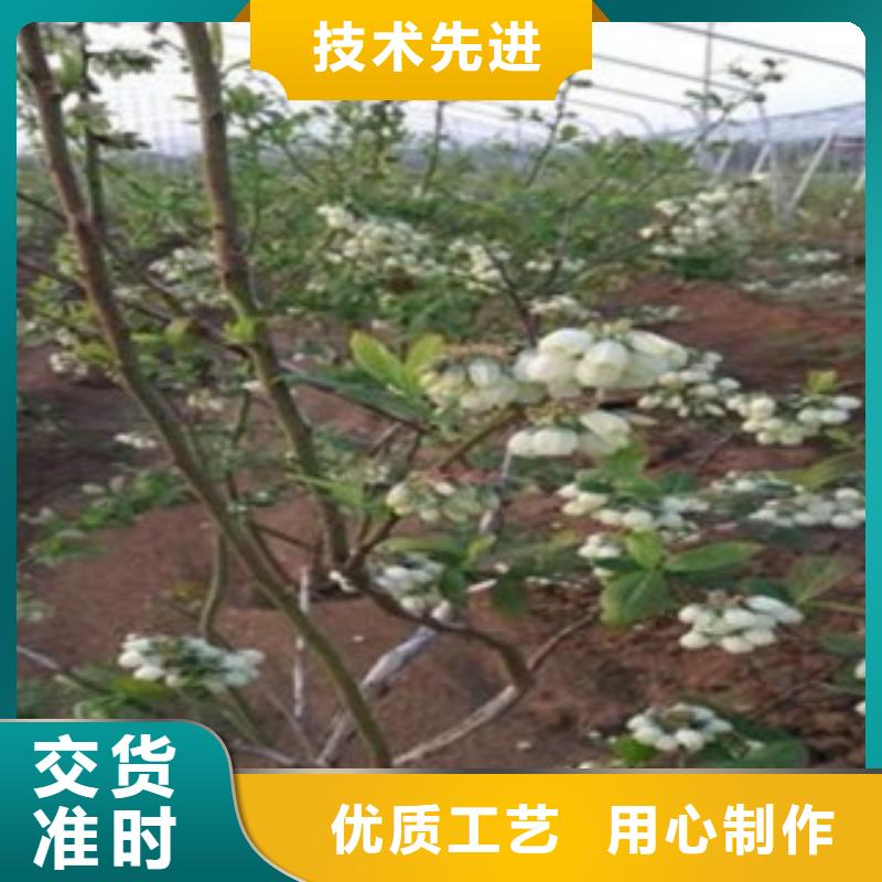 型号齐全 蓝莓苗【花椒苗】批发商