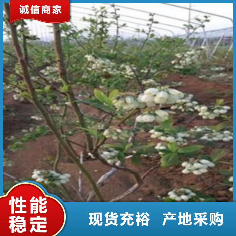 蓝莓苗直销厂家