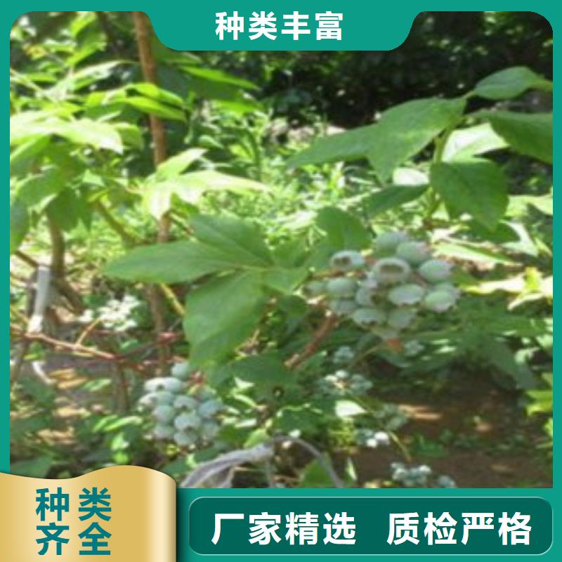 【蓝莓苗梨树苗厂家现货批发】
