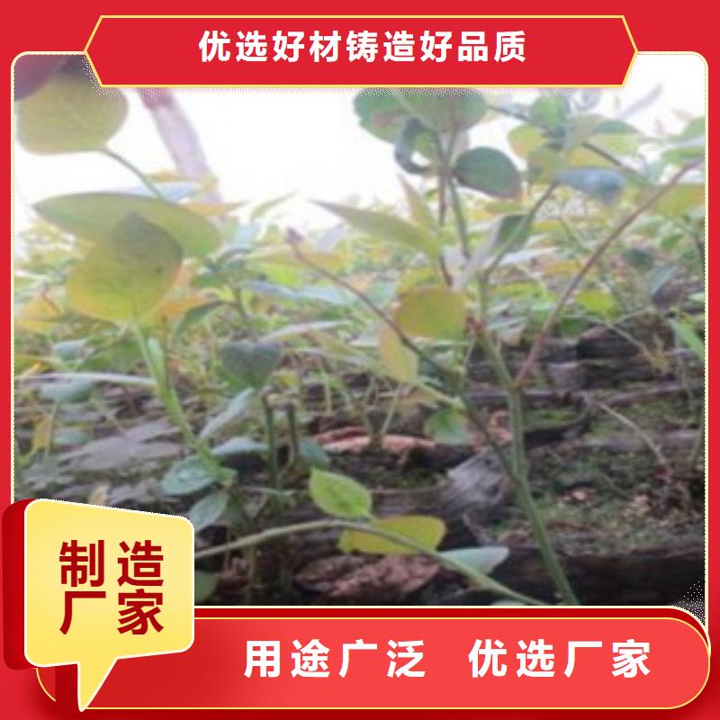 蓝莓苗梨树苗专业生产制造厂
