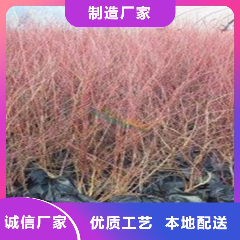 【 蓝莓苗板栗苗信誉有保证】兴海