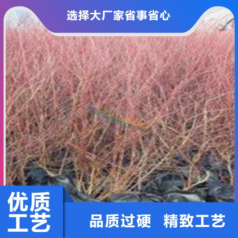型号齐全 蓝莓苗【花椒苗】批发商