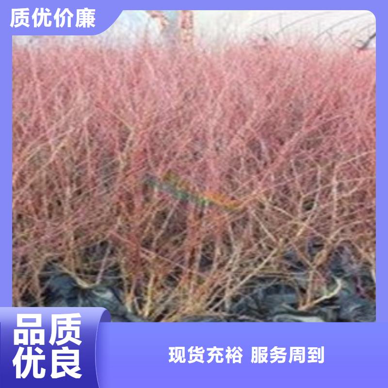 蓝莓苗,桃树苗当地货源