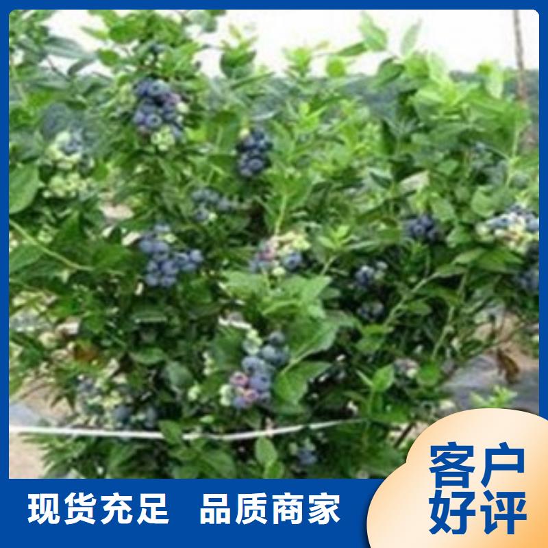 蓝莓苗品质好才是硬道理