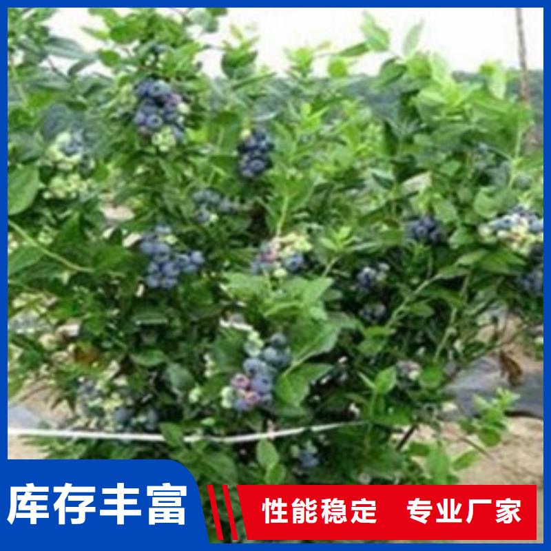 蓝莓苗,李子苗质量可靠
