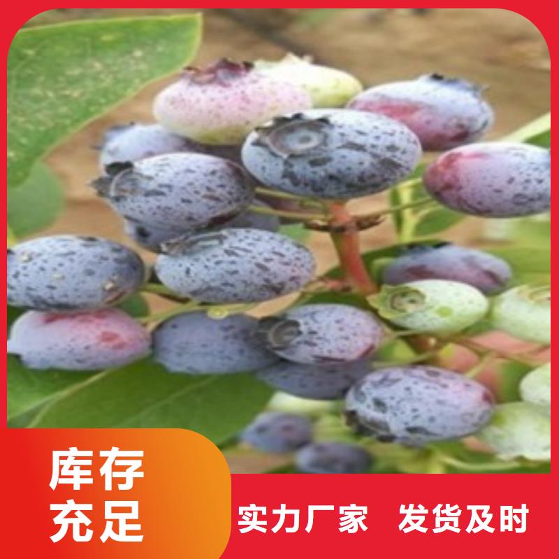 型号齐全 蓝莓苗【花椒苗】批发商