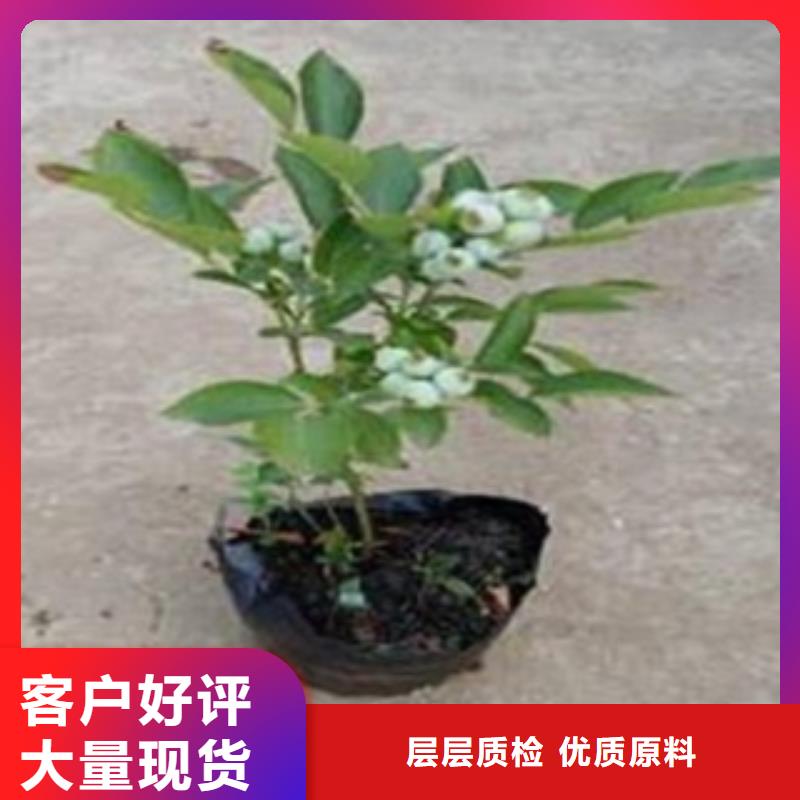 蓝莓苗,桃树苗用心经营