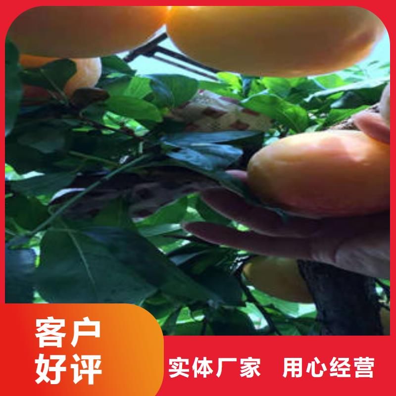 李子苗桃树苗厂家技术完善