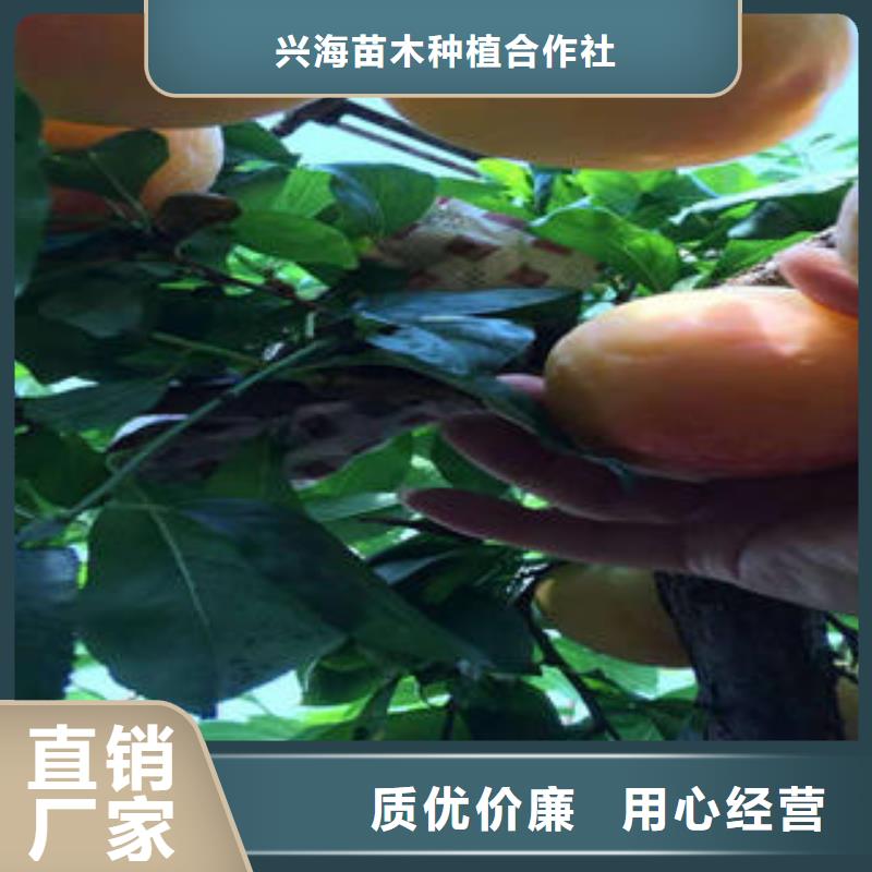 经销商【李子苗】_梨树苗设计合理