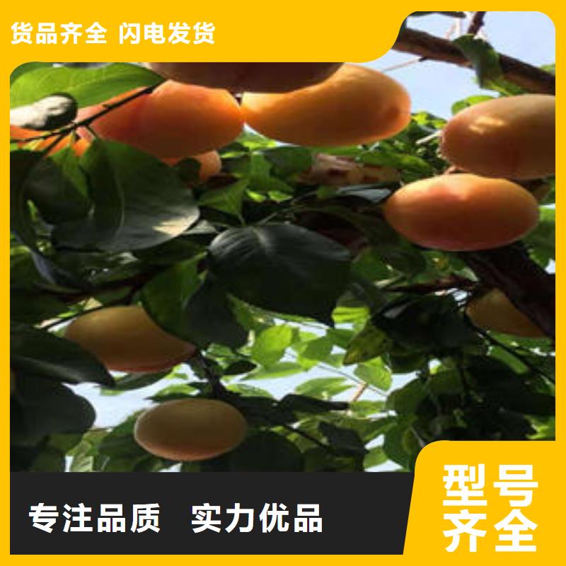 0中间商差价【李子苗】蓝莓苗销售的是诚信