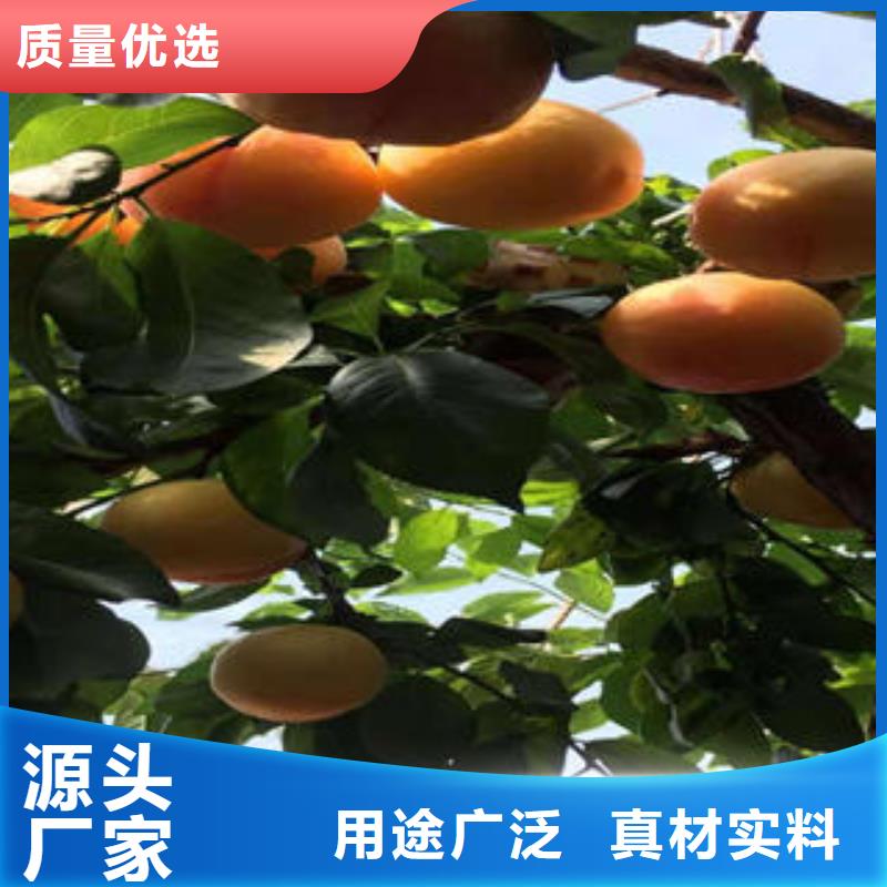 经销商【李子苗】_梨树苗设计合理