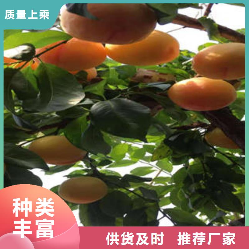 经销商【李子苗】_梨树苗设计合理