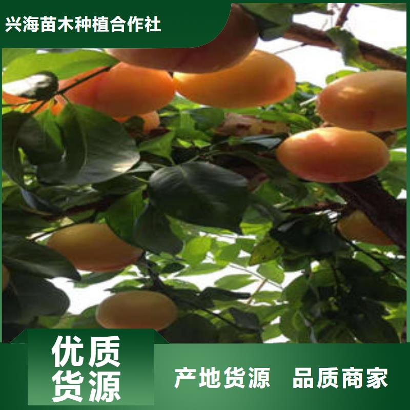 满足客户所需【李子苗】 板栗苗产品细节