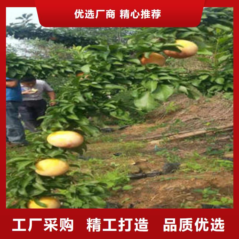 经销商【李子苗】_梨树苗设计合理