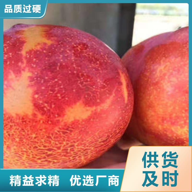 满足客户所需【李子苗】 板栗苗产品细节