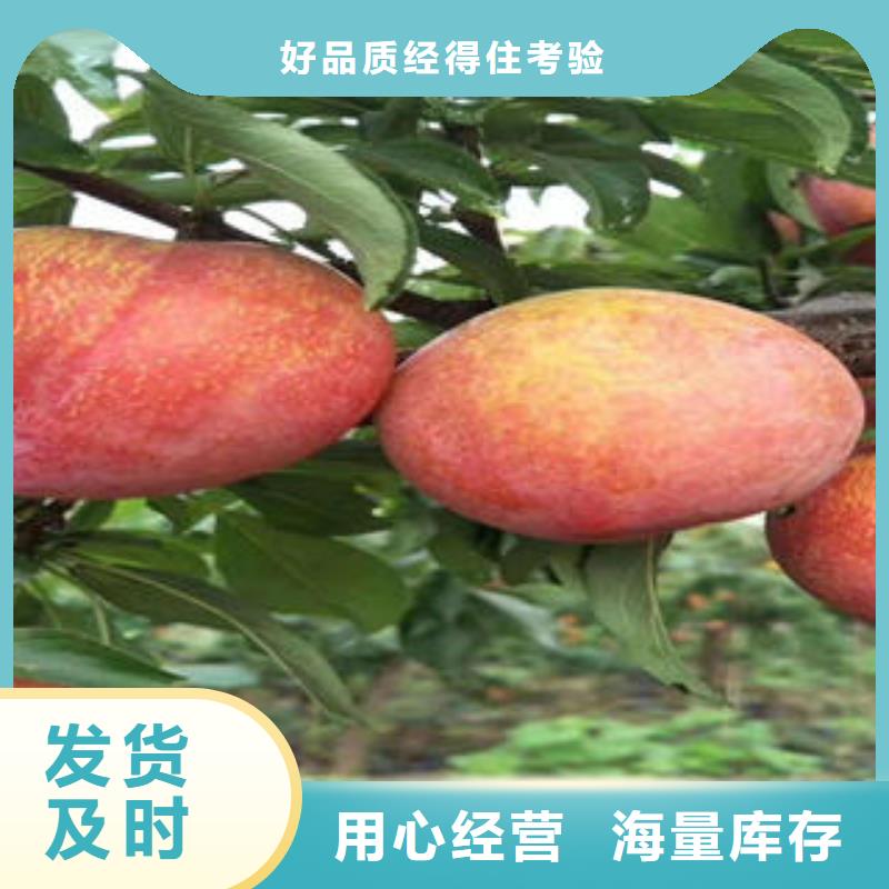 李子苗_桃树苗好产品有口碑