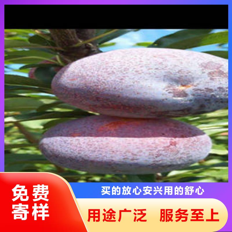 甄选:每个细节都严格把关【李子苗】 板栗苗产品细节-兴海苗木种植合作社