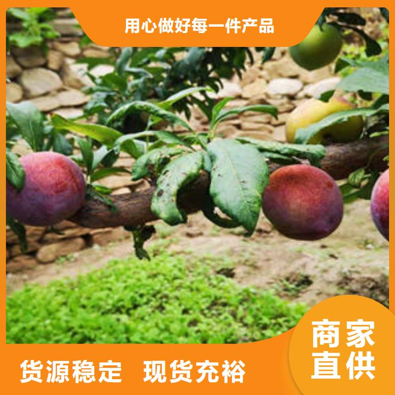 李子苗蓝莓苗多种规格可选