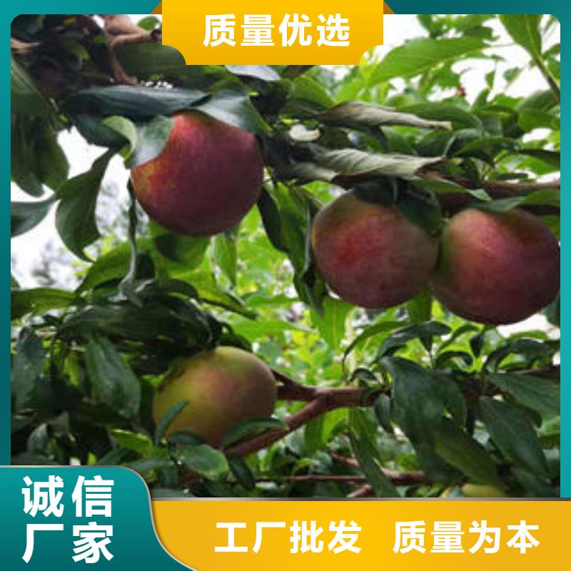 0中间商差价【李子苗】蓝莓苗销售的是诚信