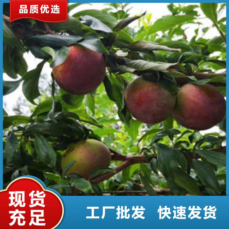 李子苗梨树苗专注产品质量与服务