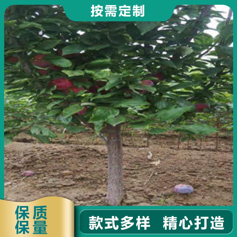 经销商【李子苗】_梨树苗设计合理