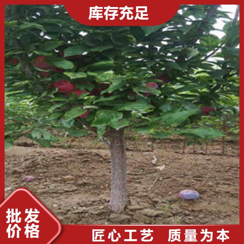 李子苗梨树苗专注产品质量与服务