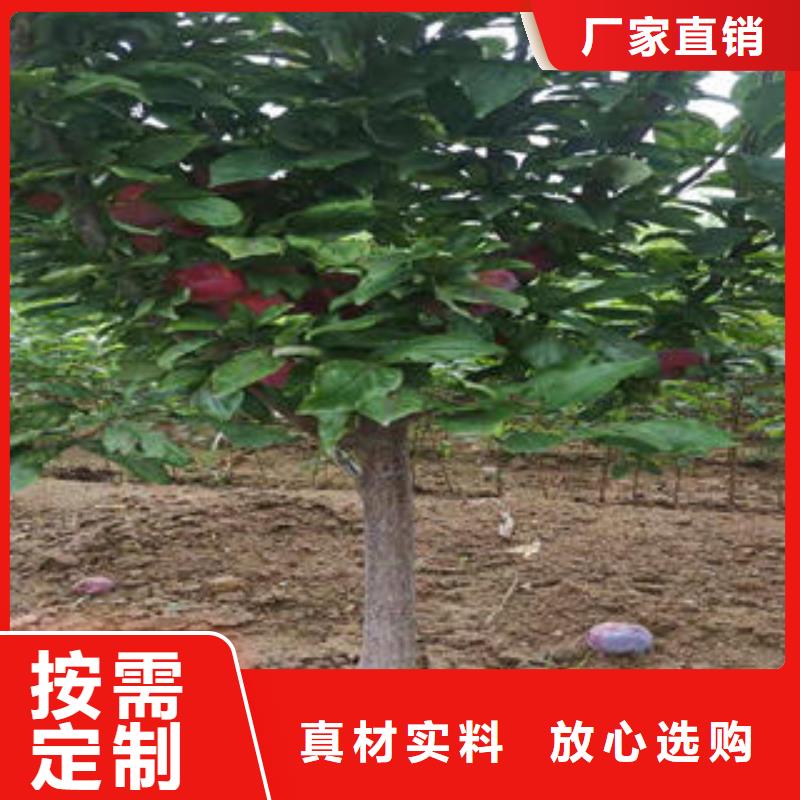 李子苗_桃树苗好产品有口碑