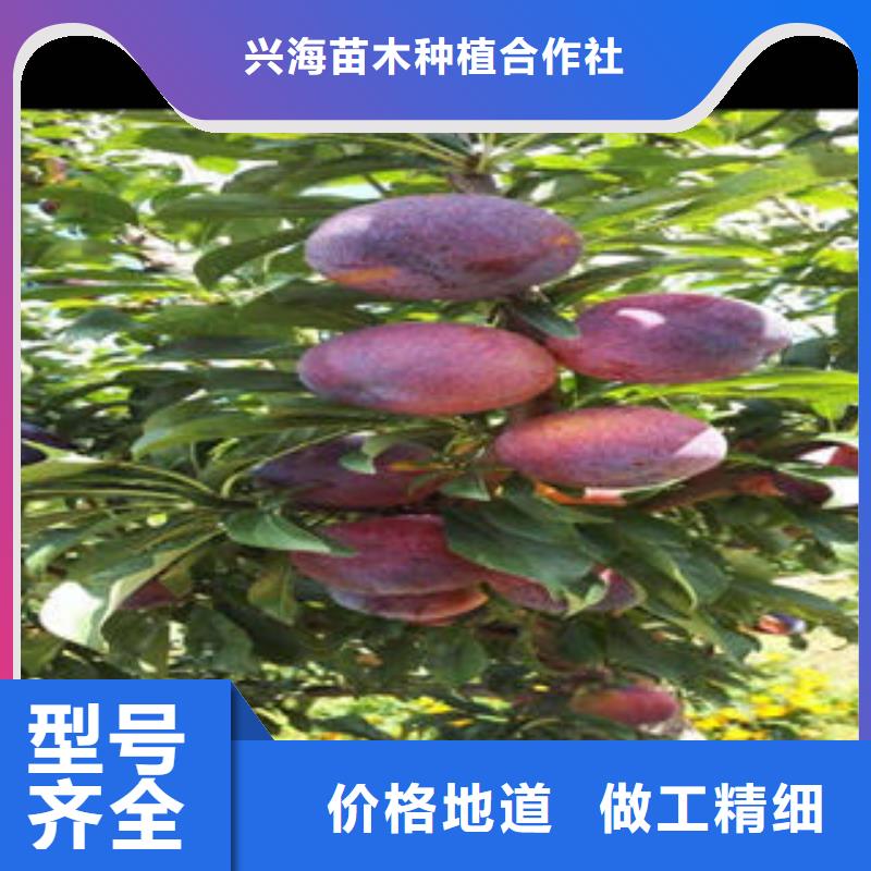 兴海【李子苗】蓝莓苗销售的是诚信28354.com